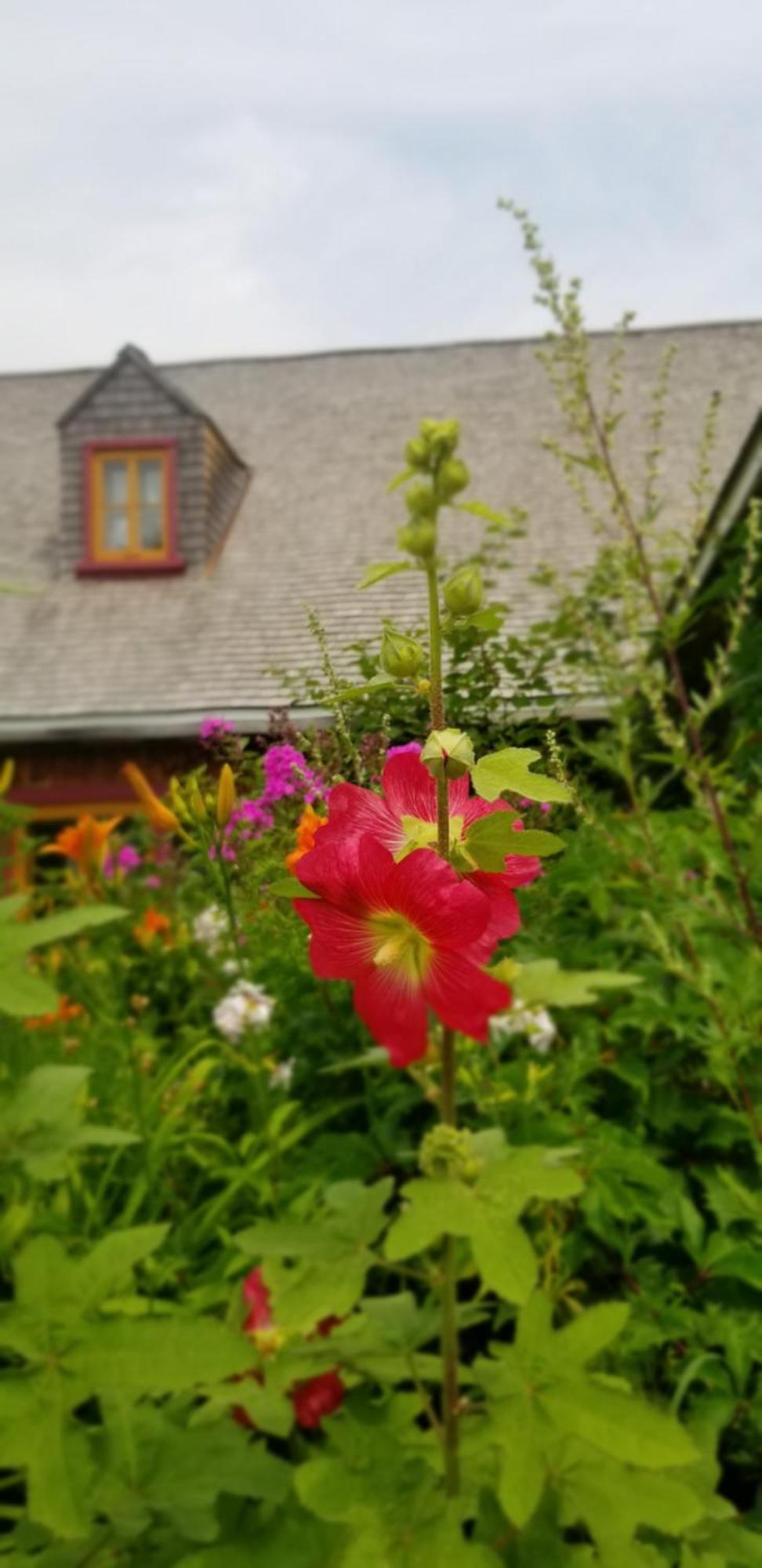Auberge Le P'Tit Bonheur Saint-Laurent-de-l'ile d'Orleans Luaran gambar